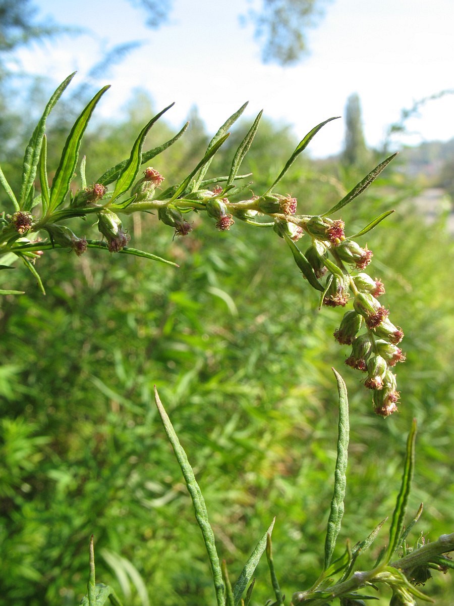 artemisia-verlotiorum-chinese-mugwort